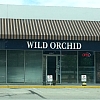 Wild Orchid